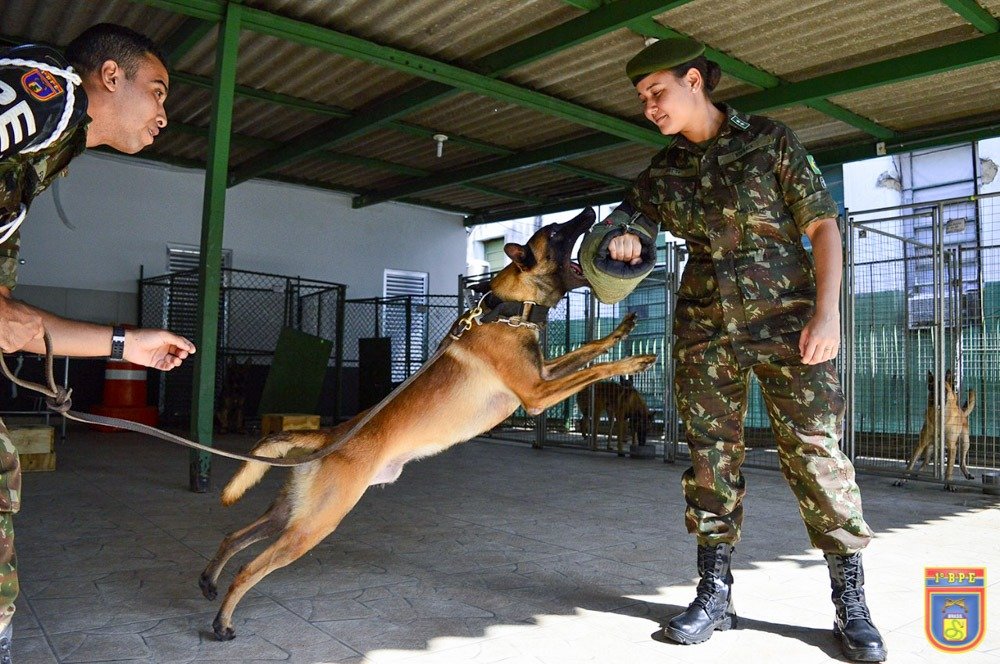 A história da cavalaria e sua importância para o nascimento da veterinária  militar – Animal Business Brasil